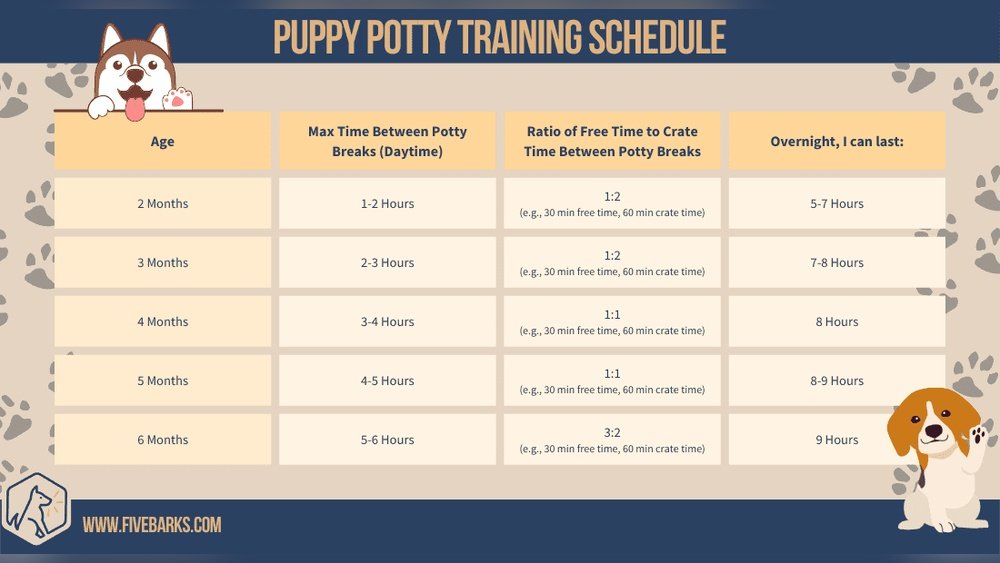 Crate Training Schedule for Puppies by Age