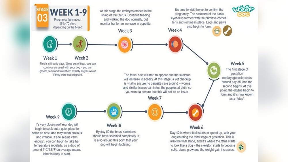 Dog Pregnancy Timeline Week by Week