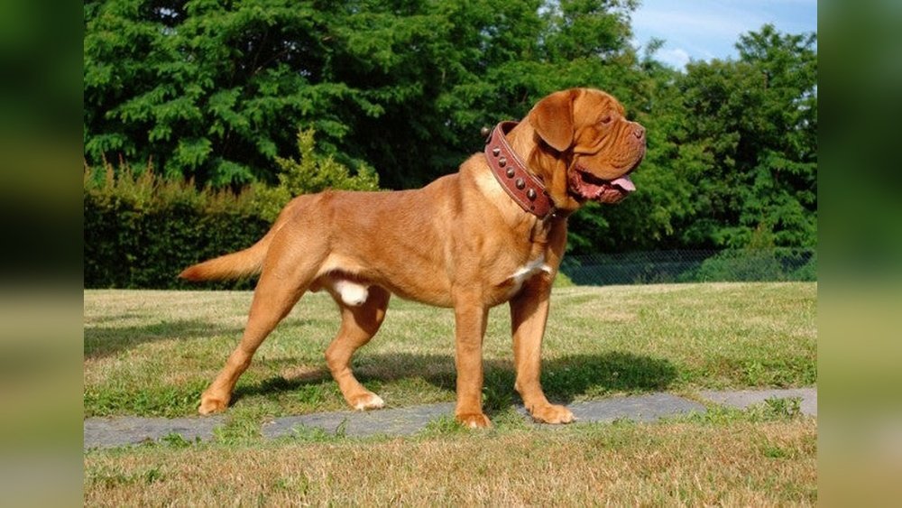 Dogue De Bordeaux Complete Guide Temperament Size And Care