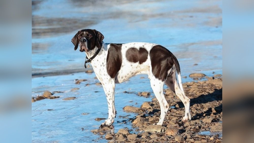 English Pointer Complete Guide Temperament Size And Care