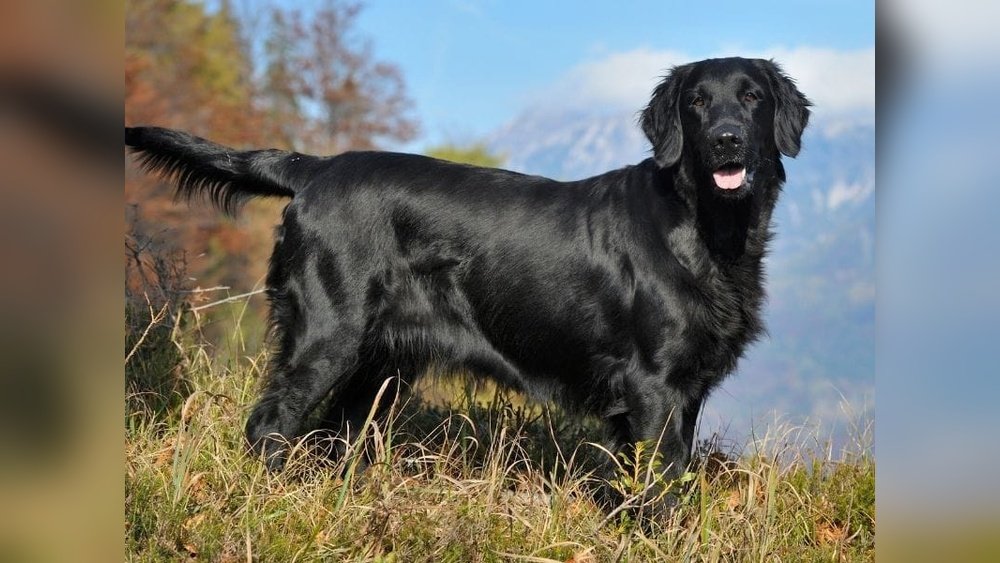 Flat-Coated Retriever Complete Guide Temperament Size And Care