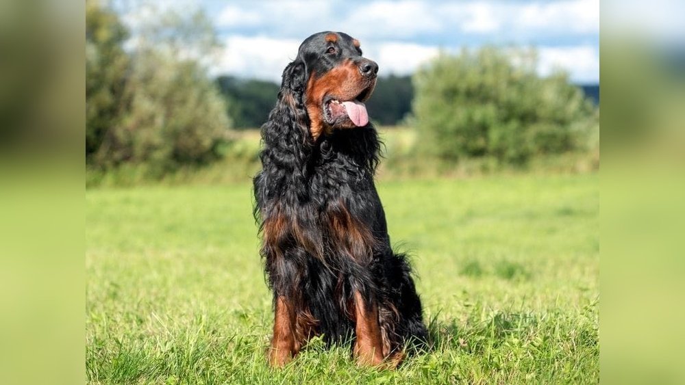Gordon Setter Complete Guide Temperament Size And Care