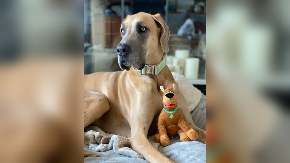 Great Dane Complete Guide Temperament Size And Care
