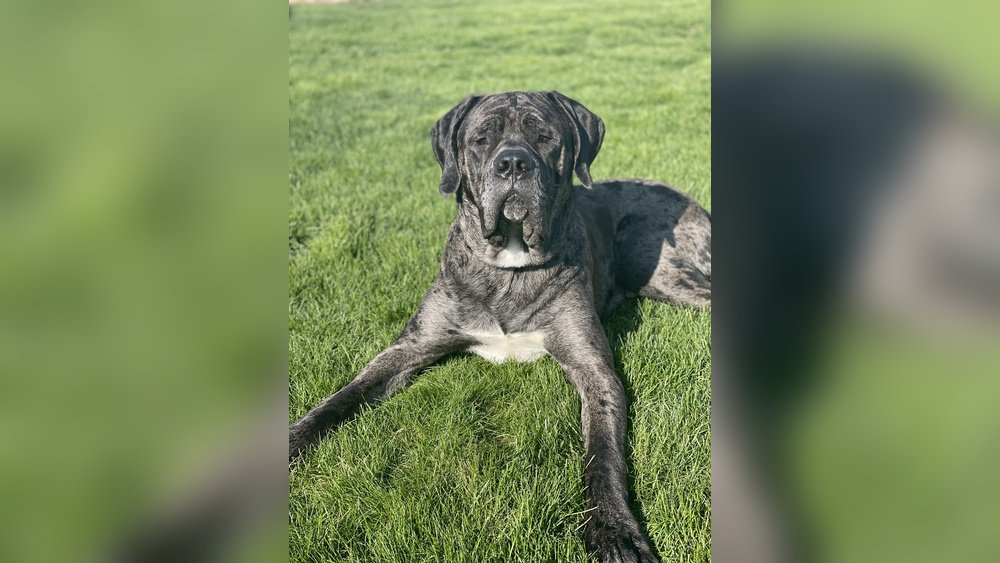 Great Dane Mastiff Mix Guide