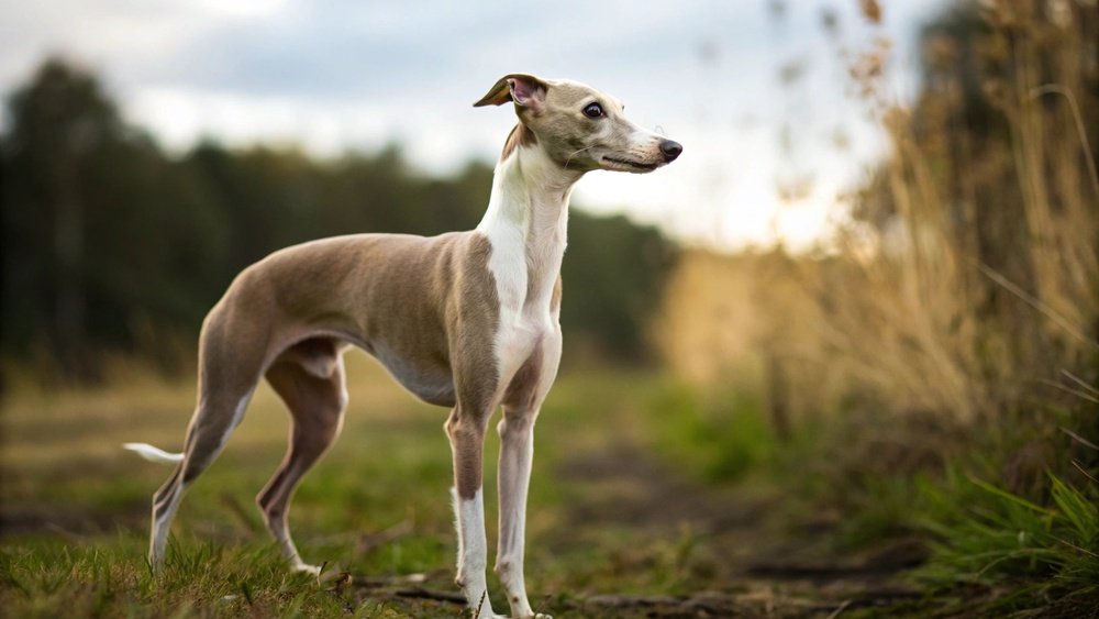 Greyhound Complete Guide Temperament Size And Care