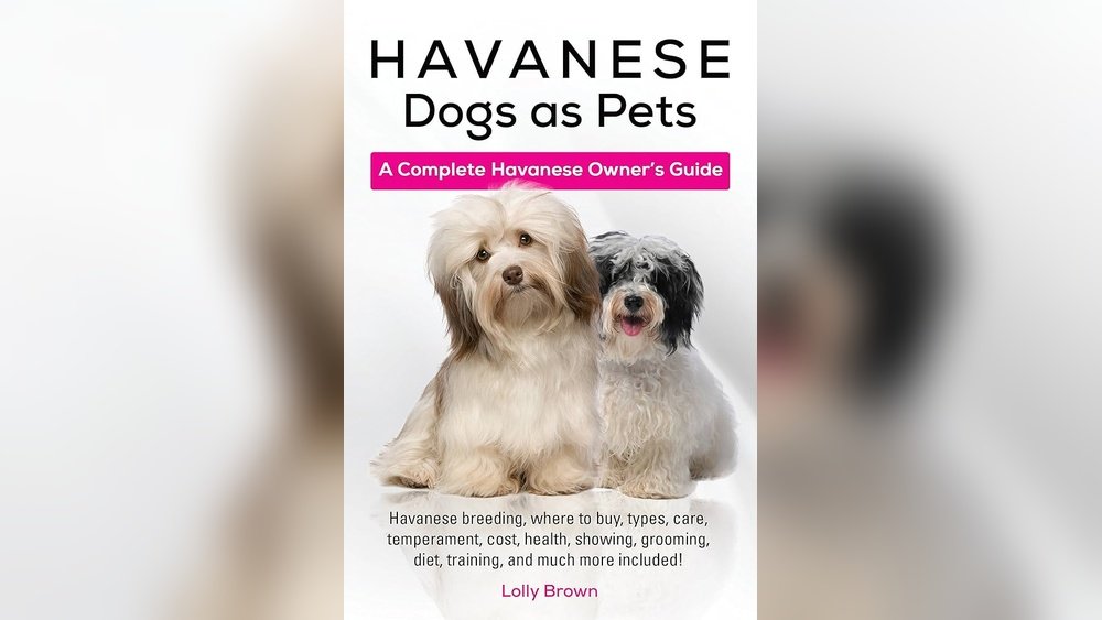 Havanese Complete Guide Temperament Size And Care