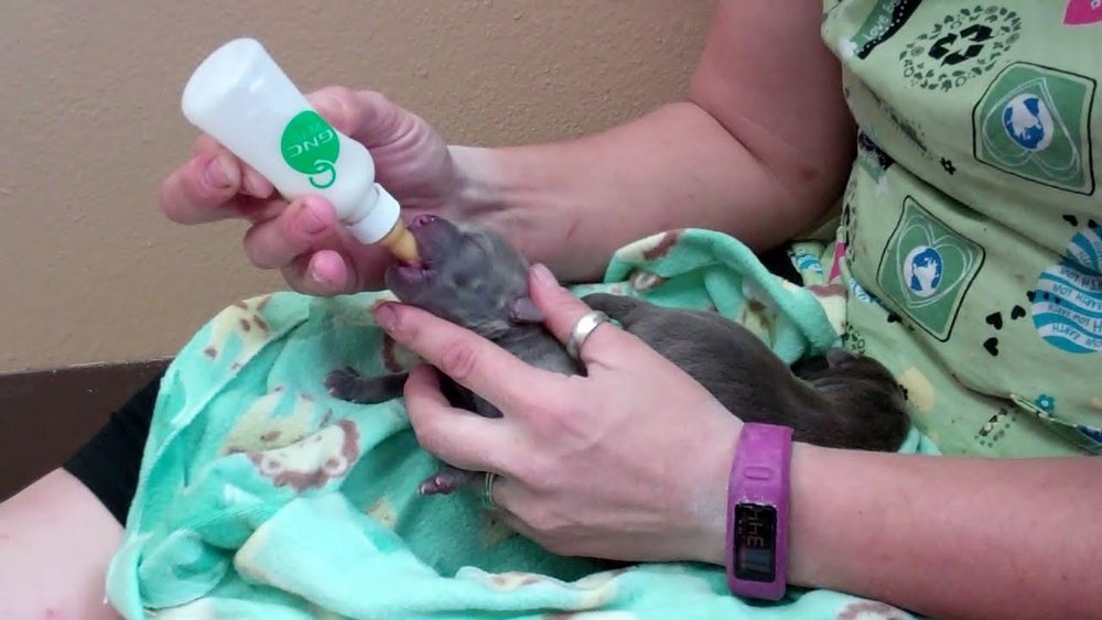 How to Care for Newborn Puppies