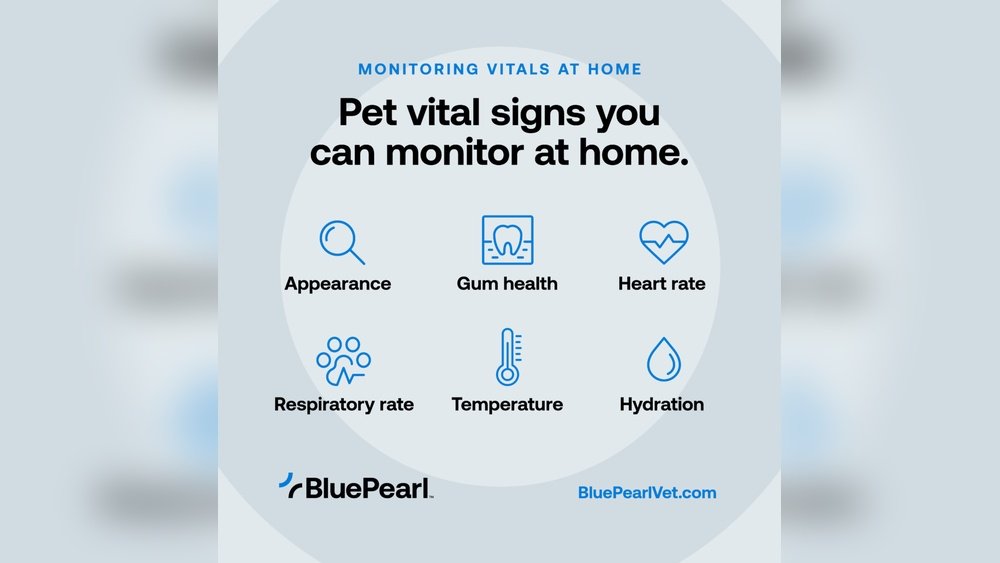 How to Check a Dog'S Vital Signs at Home