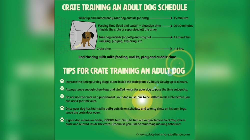 How to Crate Train an Older Dog