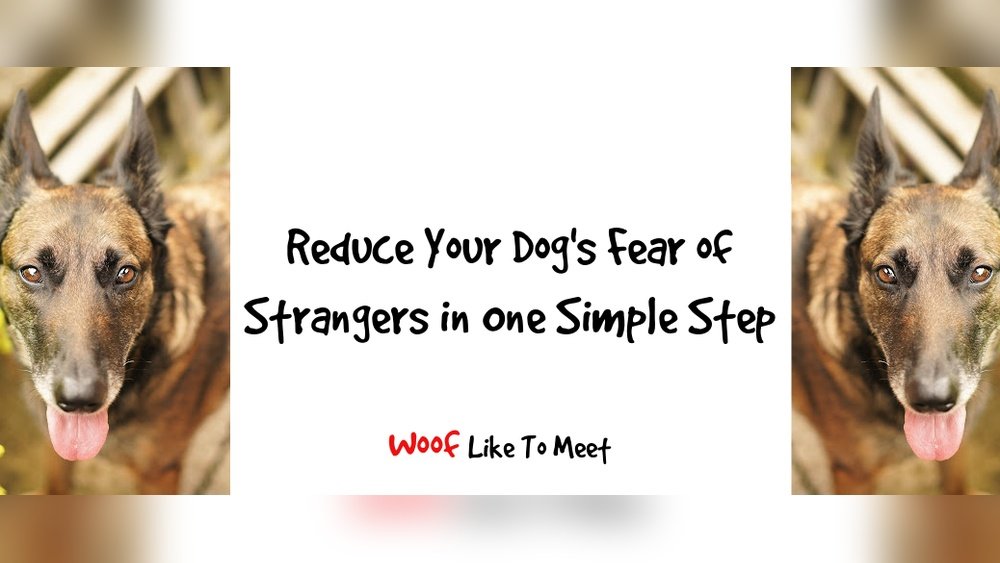 How to Fix a Dog'S Fear of Strangers