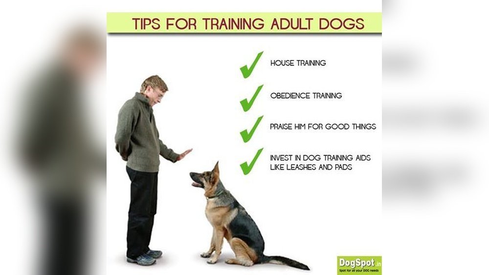 How to House Train an Adult Dog
