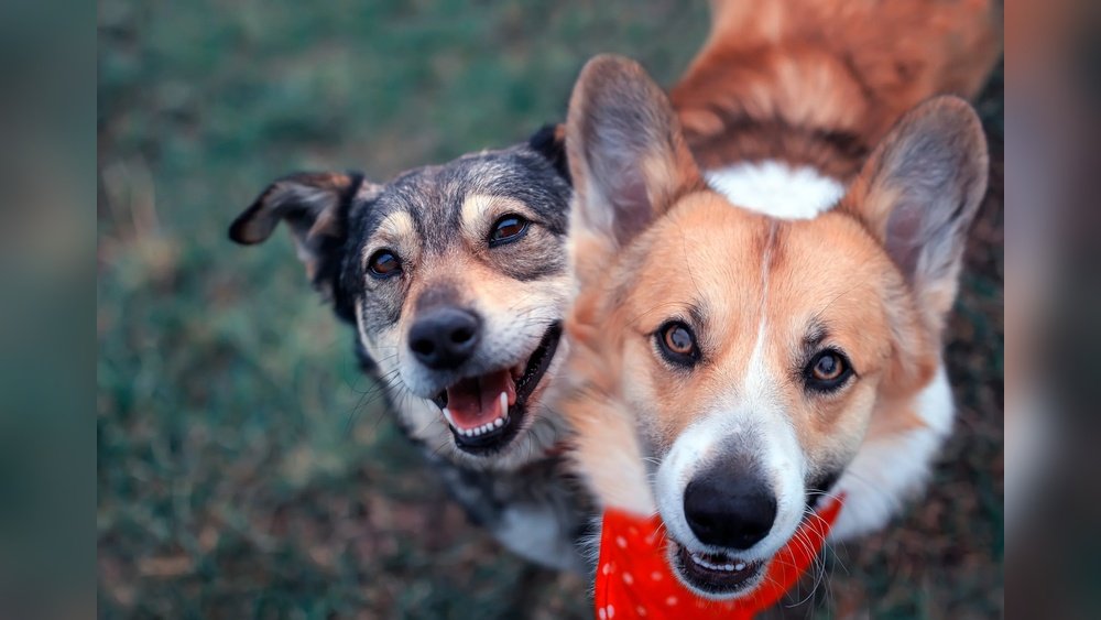 How to Introduce a New Dog to a Resident Dog