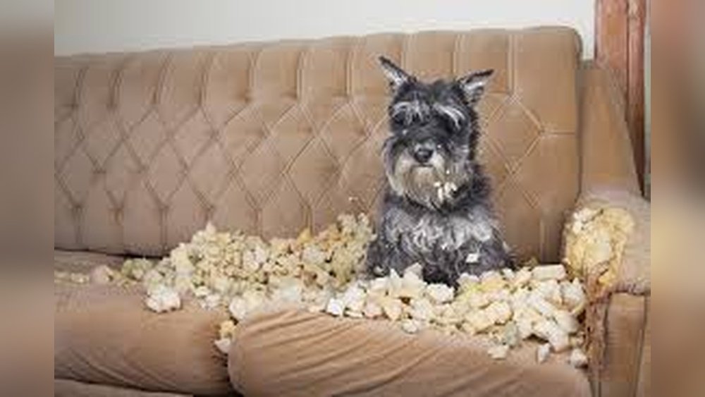 How to Stop a Dog from Chewing Furniture