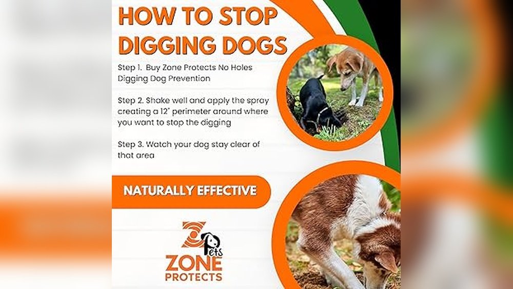 How to Stop a Dog from Digging