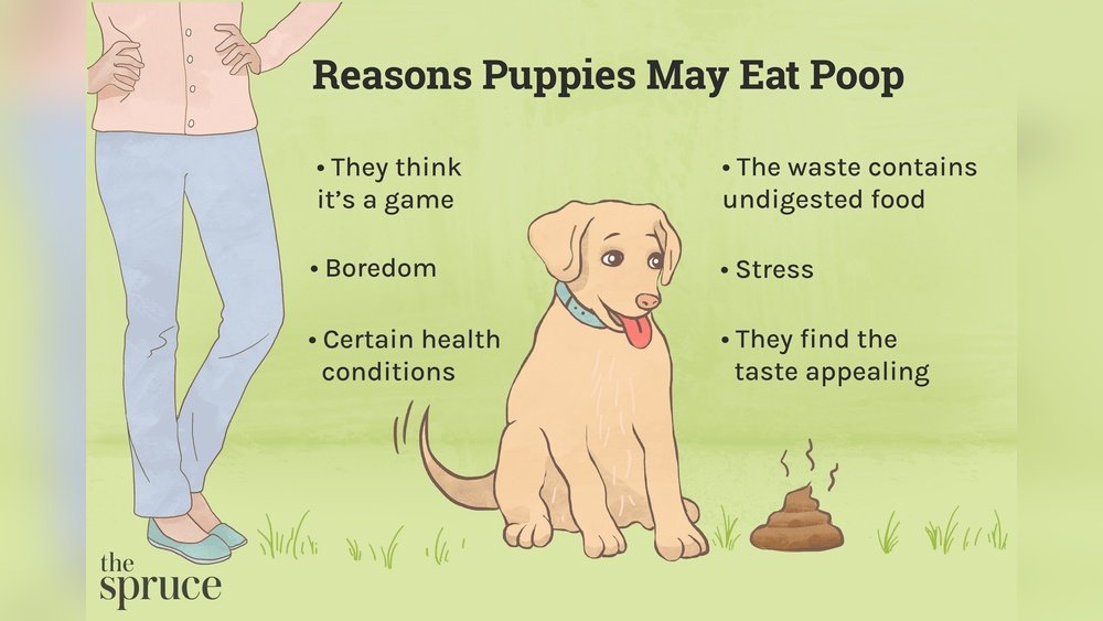 How to Stop a Dog from Eating Poop