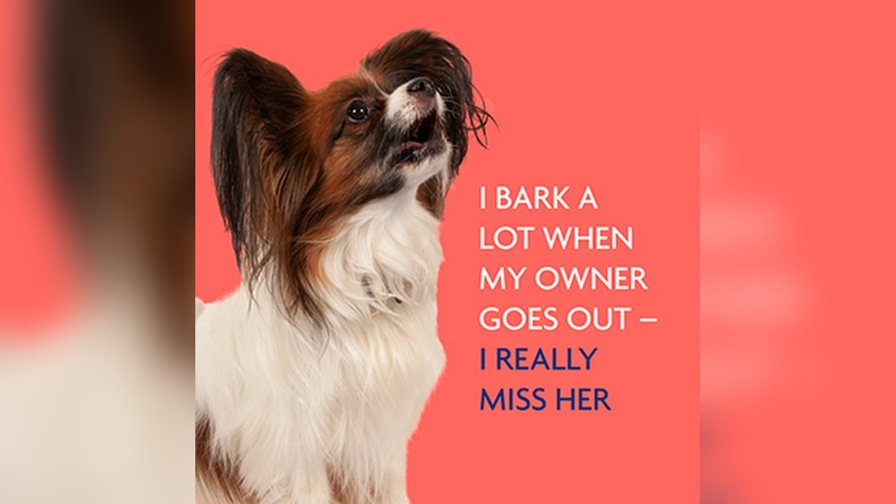 How to Stop a Dog from Howling When Alone
