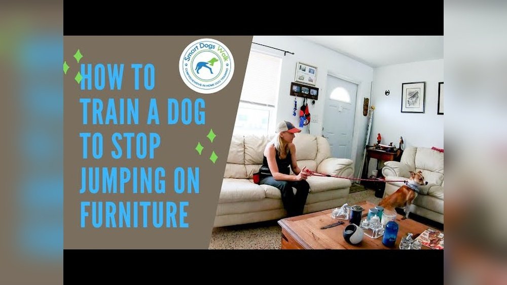 How to Stop a Dog from Jumping on Furniture