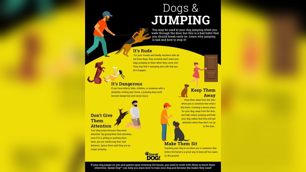 How to Stop a Dog from Jumping on Guests