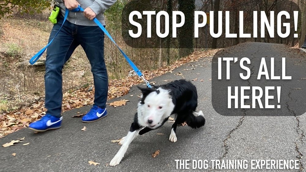 How to Stop a Dog from Pulling on Leash