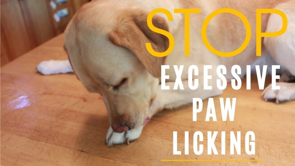 How to Stop Excessive Licking in Dogs