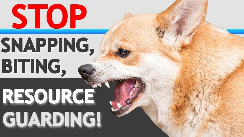 How to Stop Food Aggression in Dogs