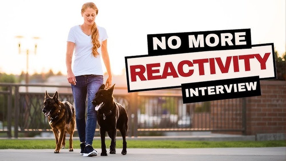 How to Stop Leash Reactivity in Dogs