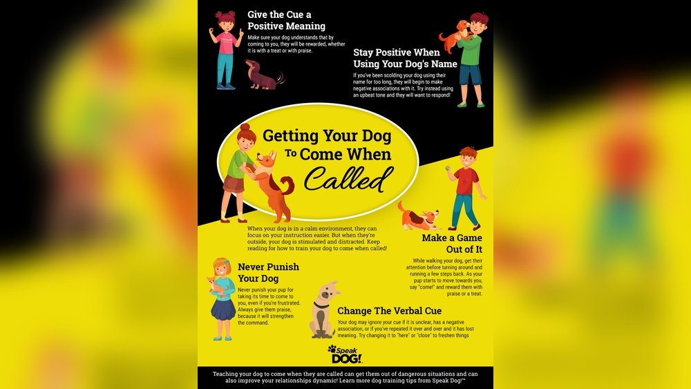 How to Teach a Dog to Come When Called