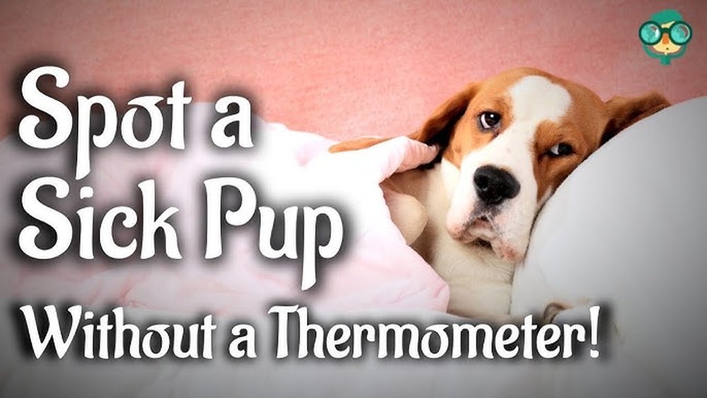 How to Tell If a Dog Has a Fever Without a Thermometer