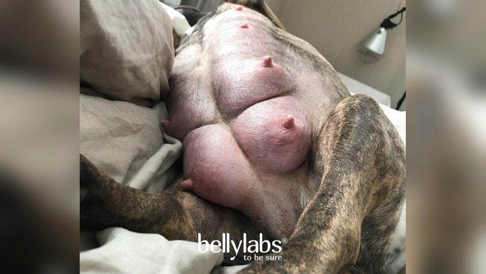 How to Tell If a Dog is in Labor