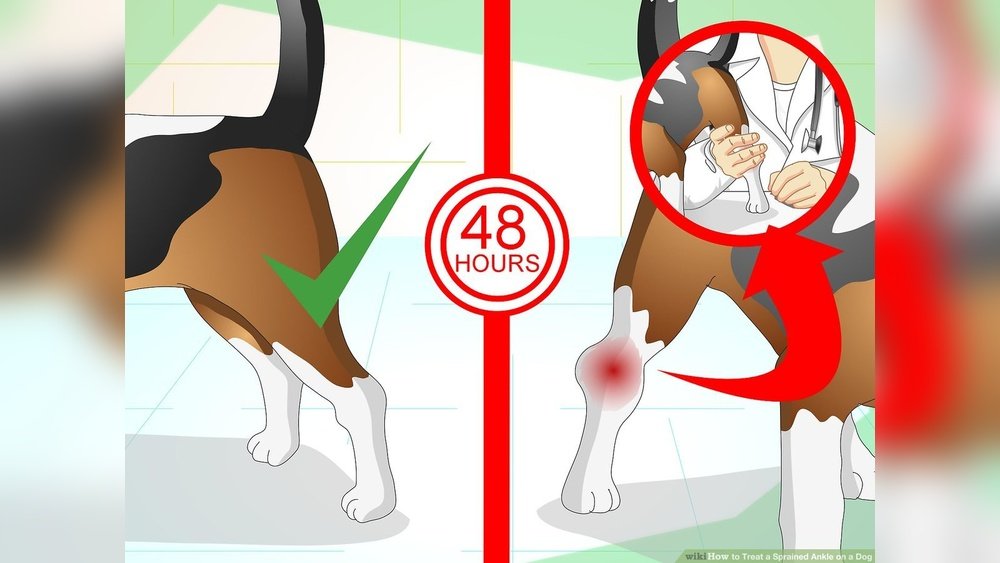 How to Tell If a Dog Sprained a Leg