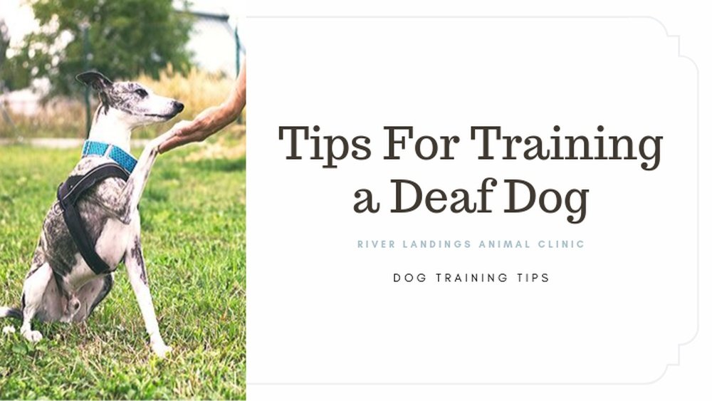 How to Train a Deaf Dog