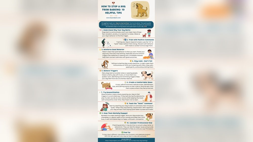 How to Train a Dog to Stop Barking