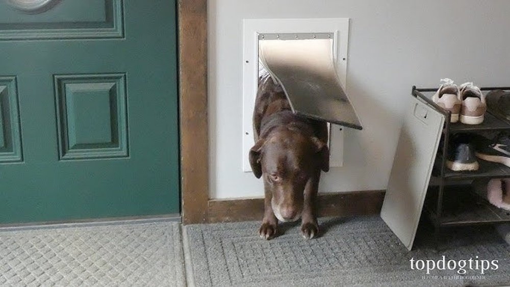 How to Train a Dog to Use a Doggy Door
