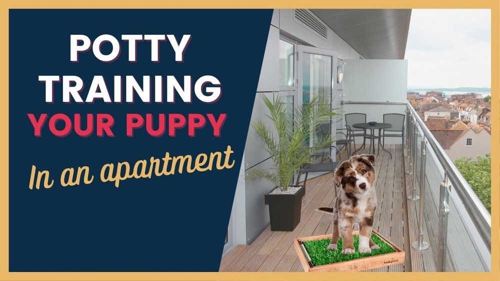 How to Train a Puppy in an Apartment