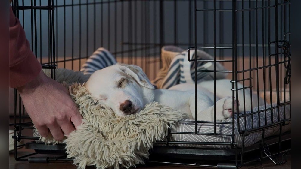 How to Train a Puppy to Sleep Through the Night