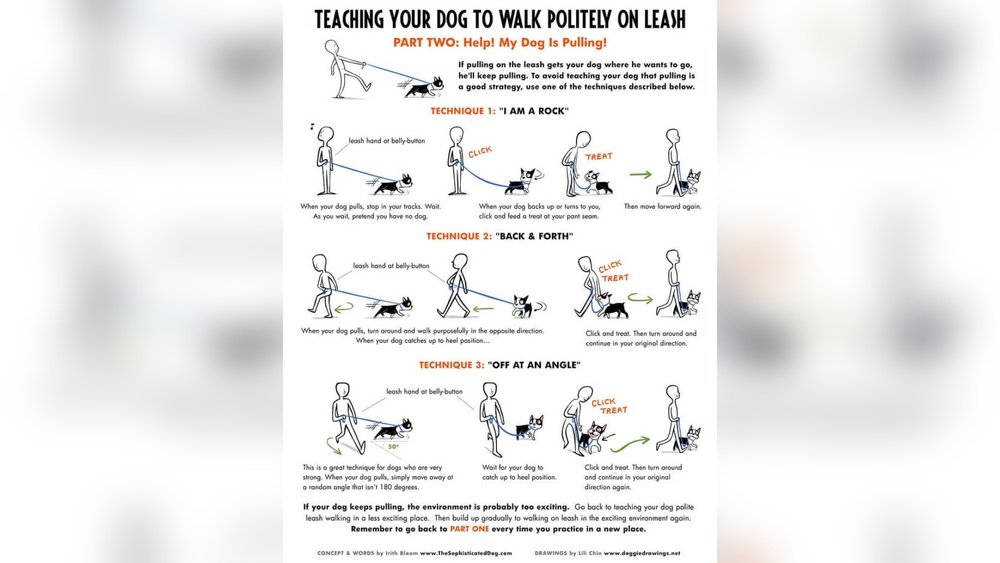 How to Train a Puppy to Walk on a Leash