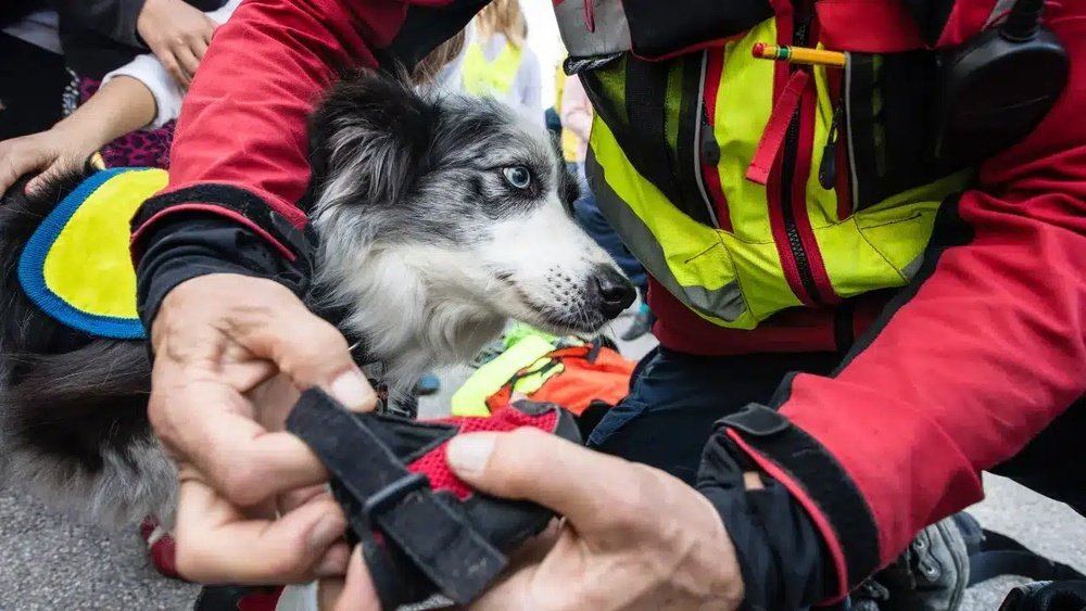 How to Train a Rescue Dog With Trauma