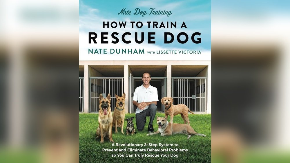 How to Train an Anxious Rescue Dog to Trust You