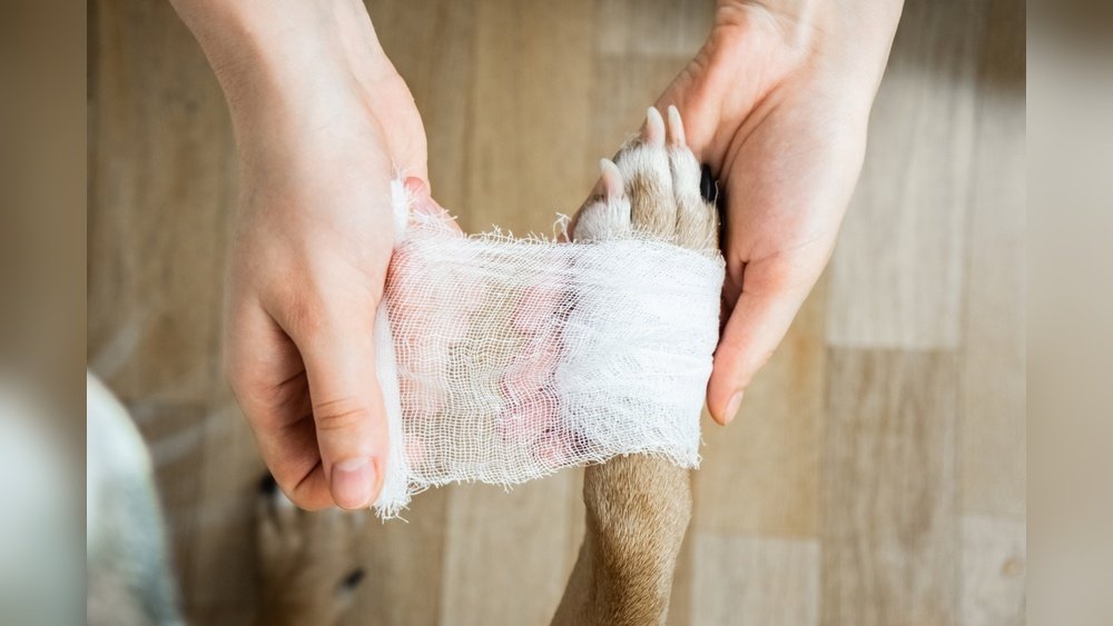 How to Treat a Minor Cut on a Dog at Home