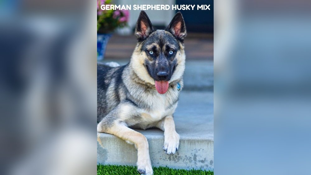 Husky Malamute Mix Guide