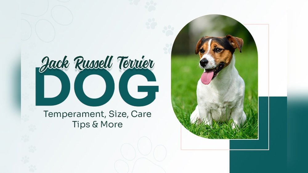 Jack Russell Terrier Complete Guide Temperament Size And Care