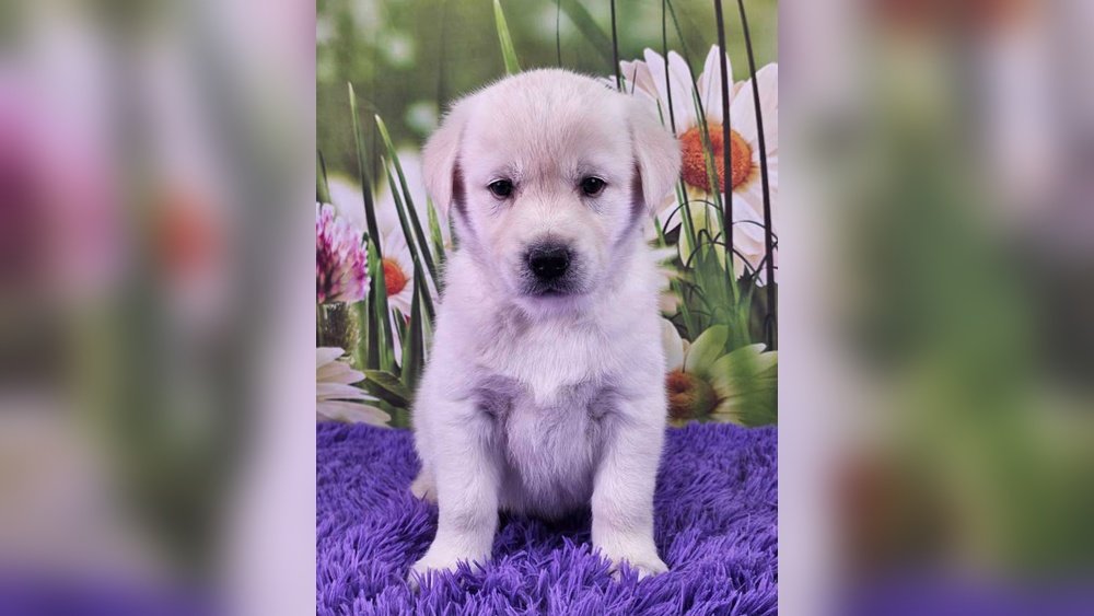 Labrador Husky Mix (Huskador) Guide