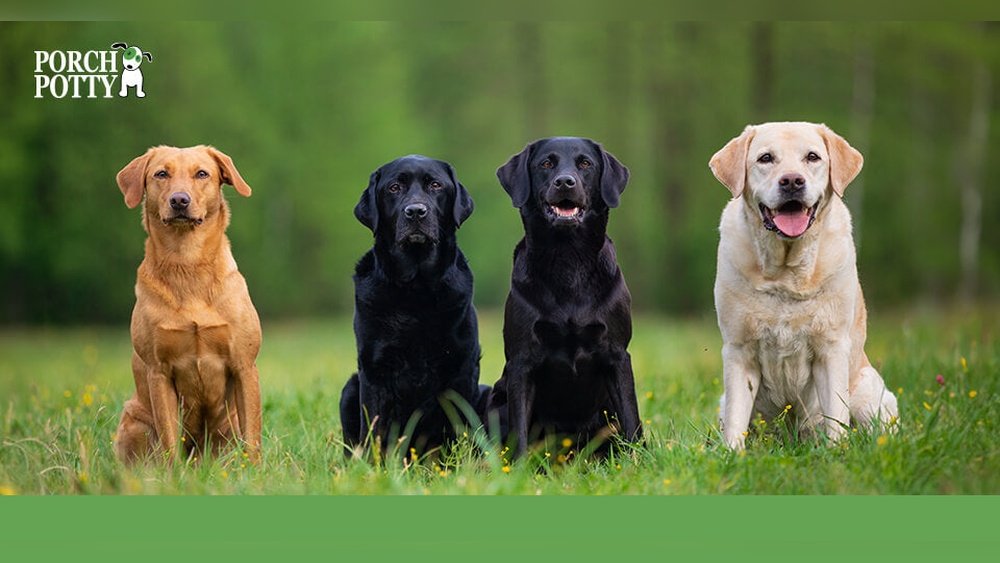 Labrador Retriever Complete Guide Temperament Size And Care