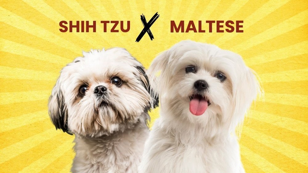 Maltese Shih Tzu Mix (Malshi) Guide