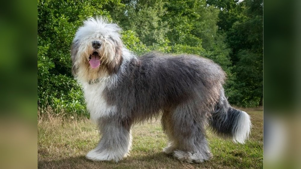 Old English Sheepdog Complete Guide Temperament Size And Care