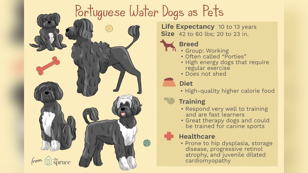 Portuguese Water Dog Complete Guide Temperament Size And Care