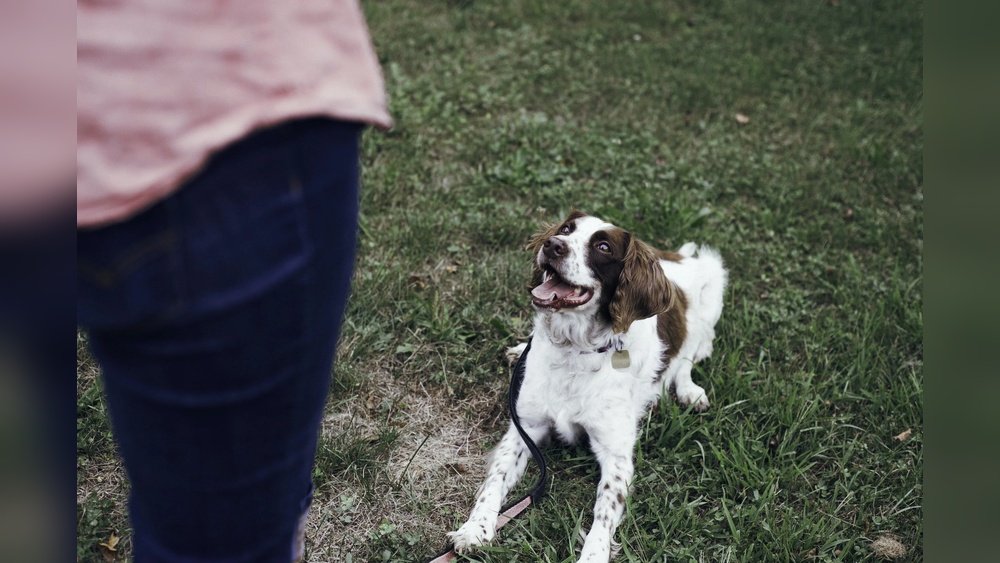 Positive Reinforcement Vs Dominance Training for Dogs