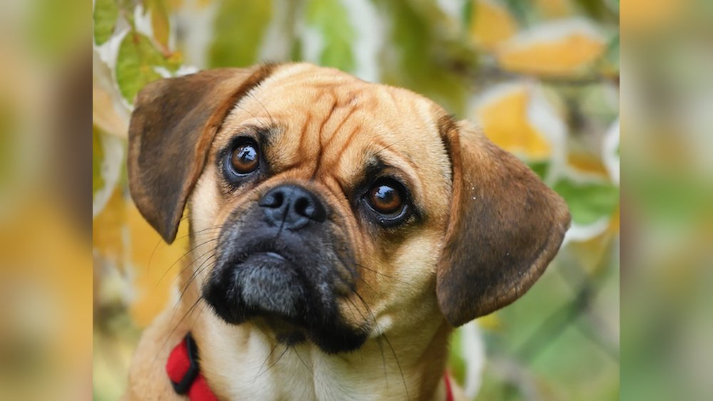 Pug Beagle Mix (Puggle) Guide