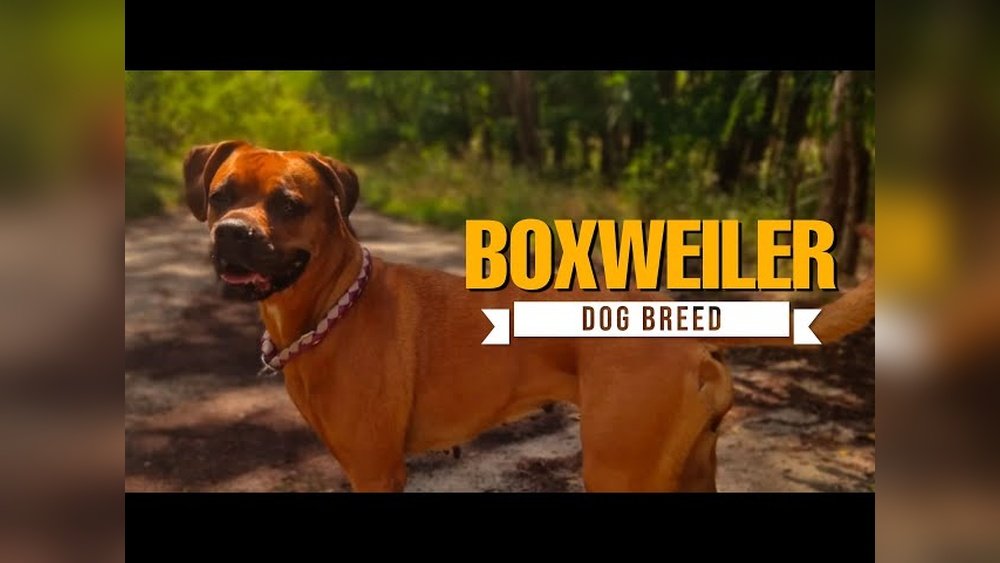 Rottweiler Boxer Mix Guide