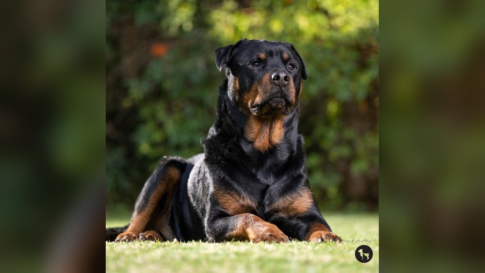 Rottweiler Complete Guide Temperament Size And Care